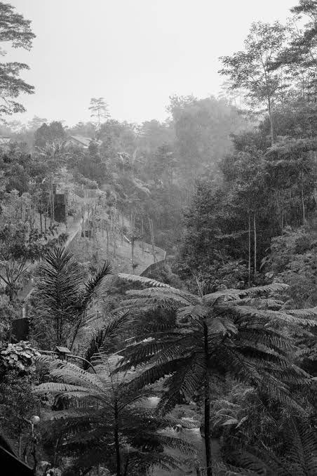 Black and white photo of a misty jungle valley with tree ferns