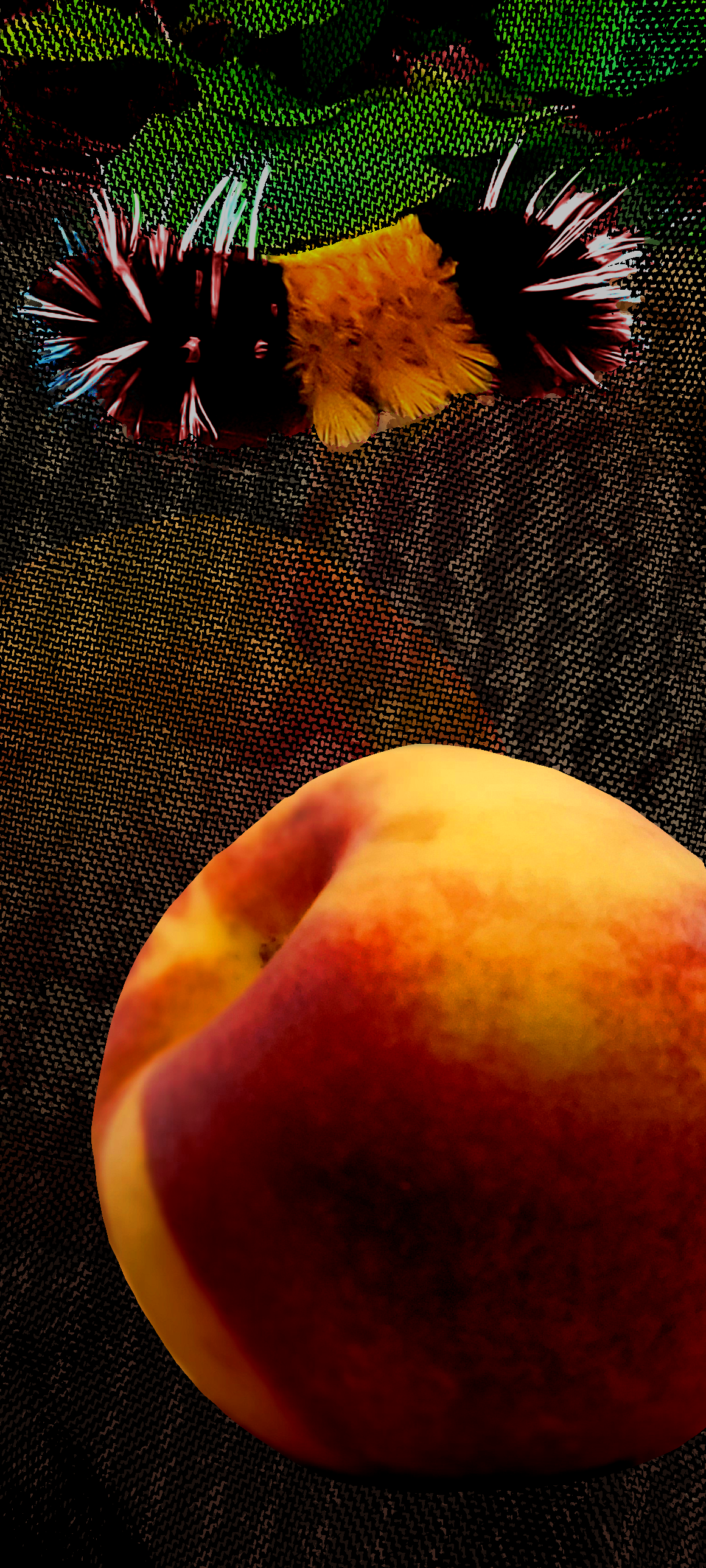 Collage of a spiky fuzzy caterpillar on woven cloth above a glossy peach, set on dark fabric texture.